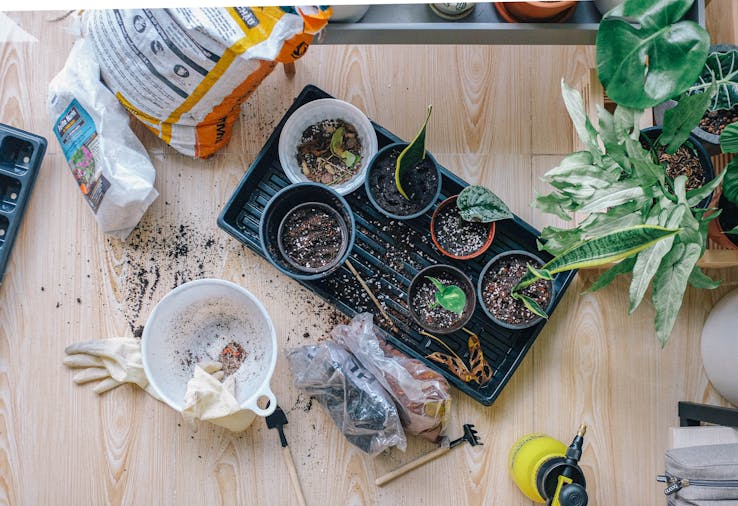 Green Republic Pop Up Plant Sale