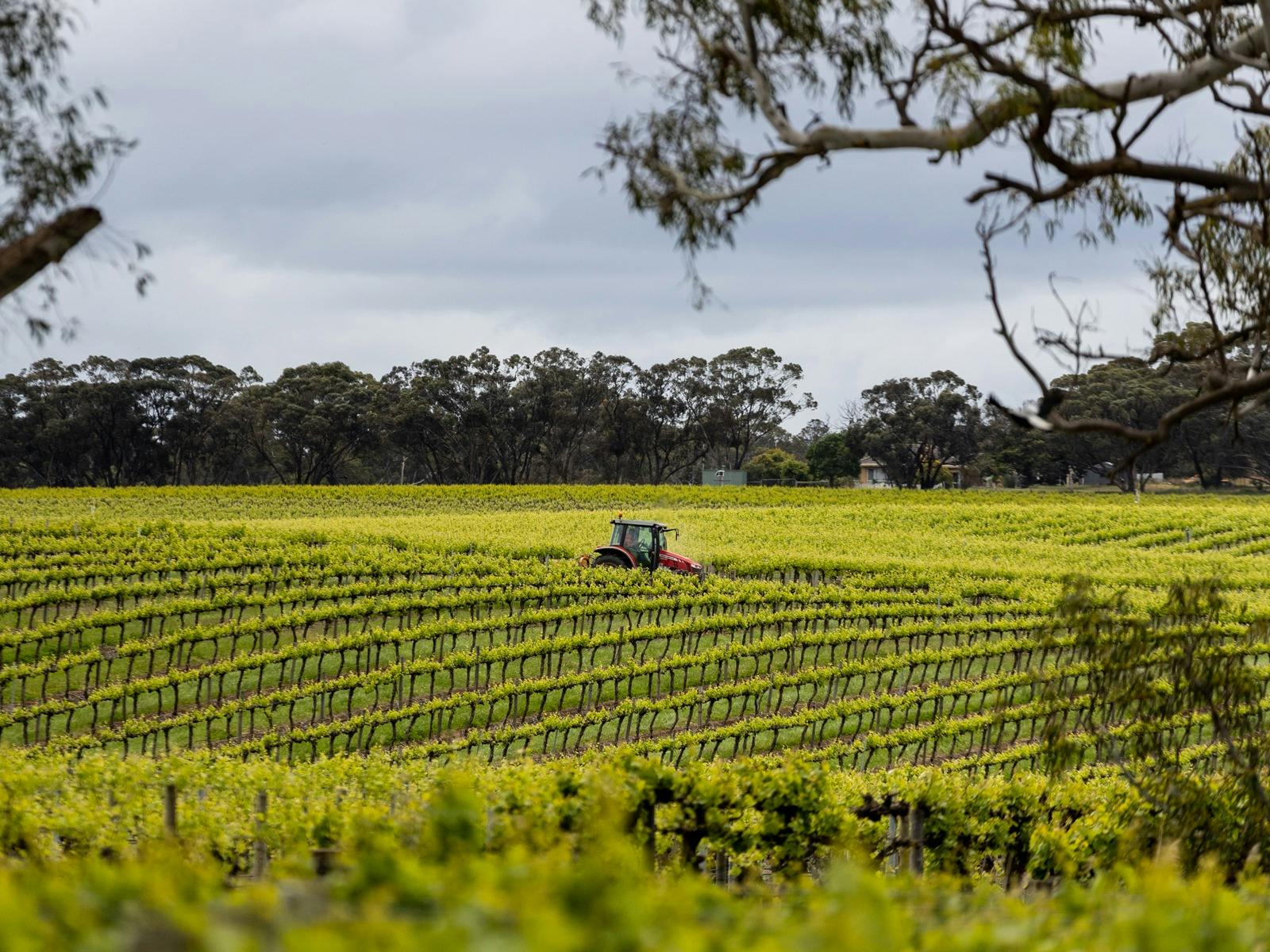 Free Walking Winery Tour in the Barossa Valley