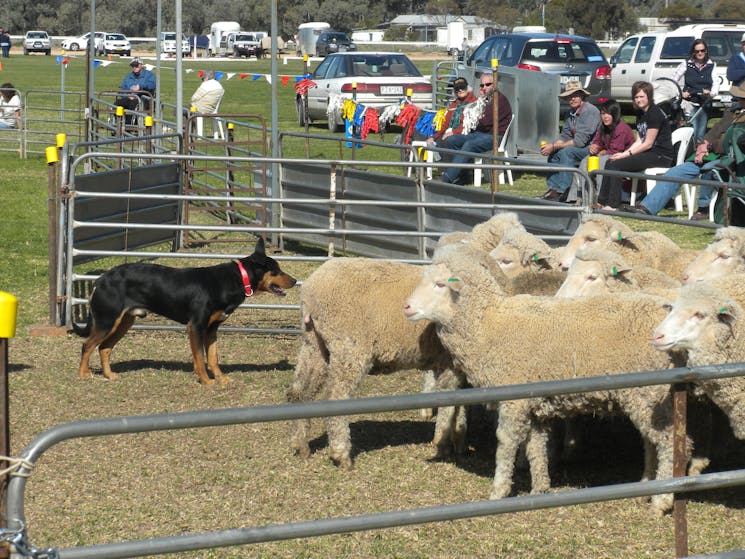 Wentworth Show