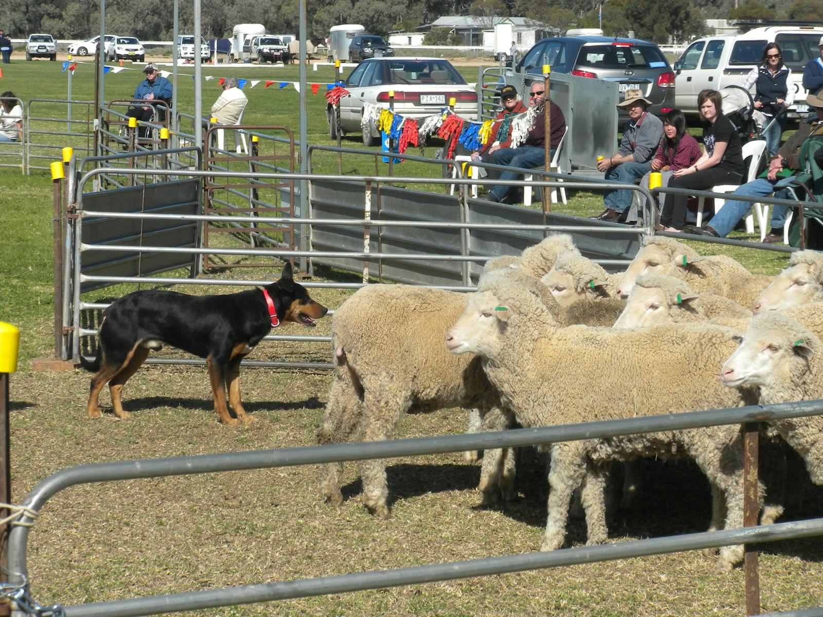 Image for Wentworth Show