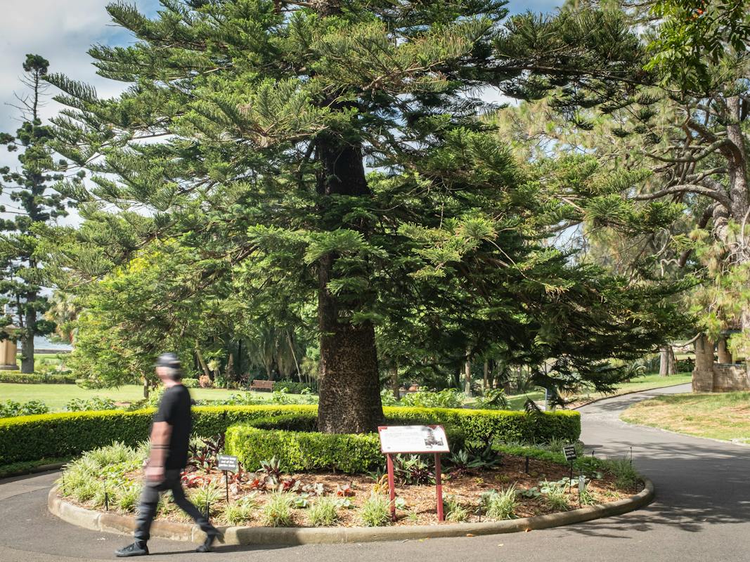 Royal Botanic Garden Wishing Tree