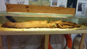 Wallaroo Heritage and Nautical Museum