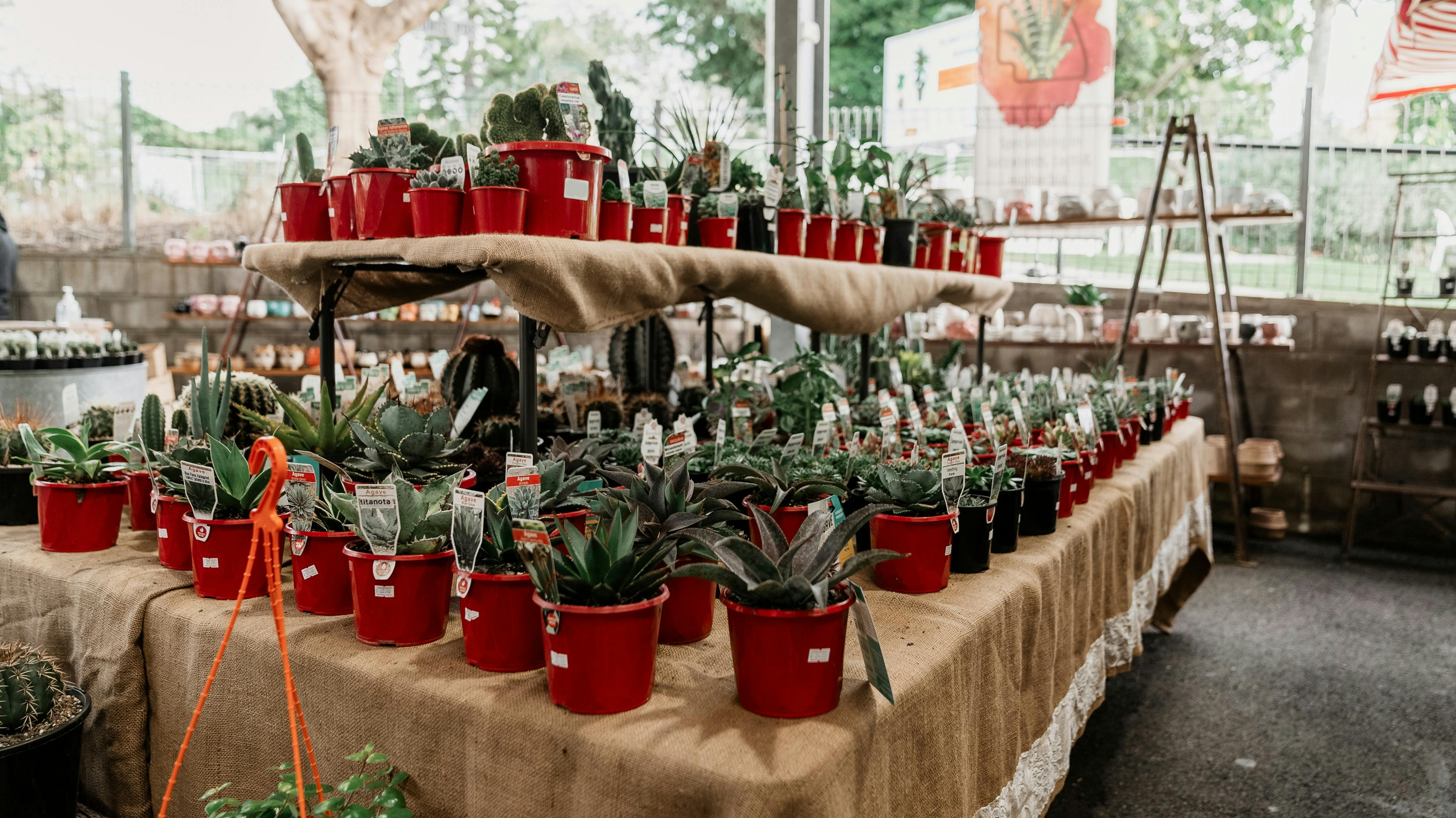 Plants for sale at Queensland Garden Expo