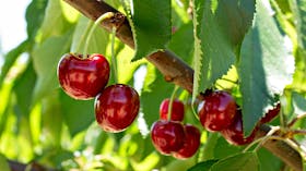 Pick your own Cherries at Ballinaclash Orchard
