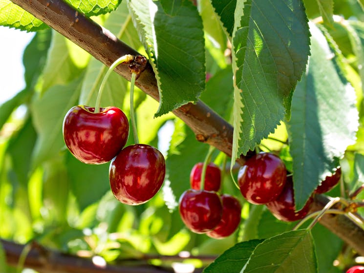 Pick your own Cherries at Ballinaclash Orchard