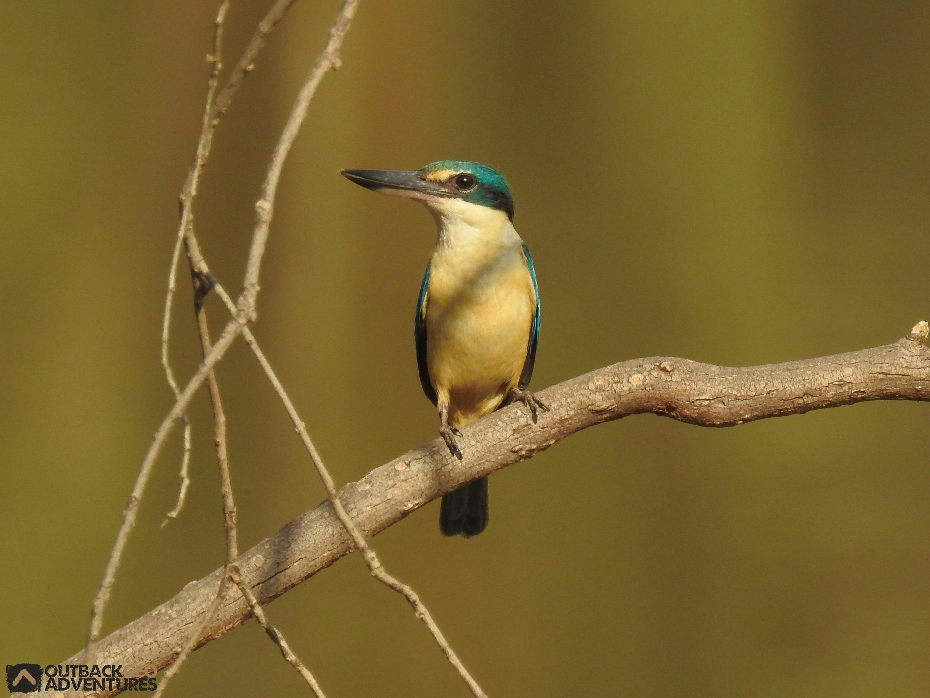 Sacred Kingfisher
