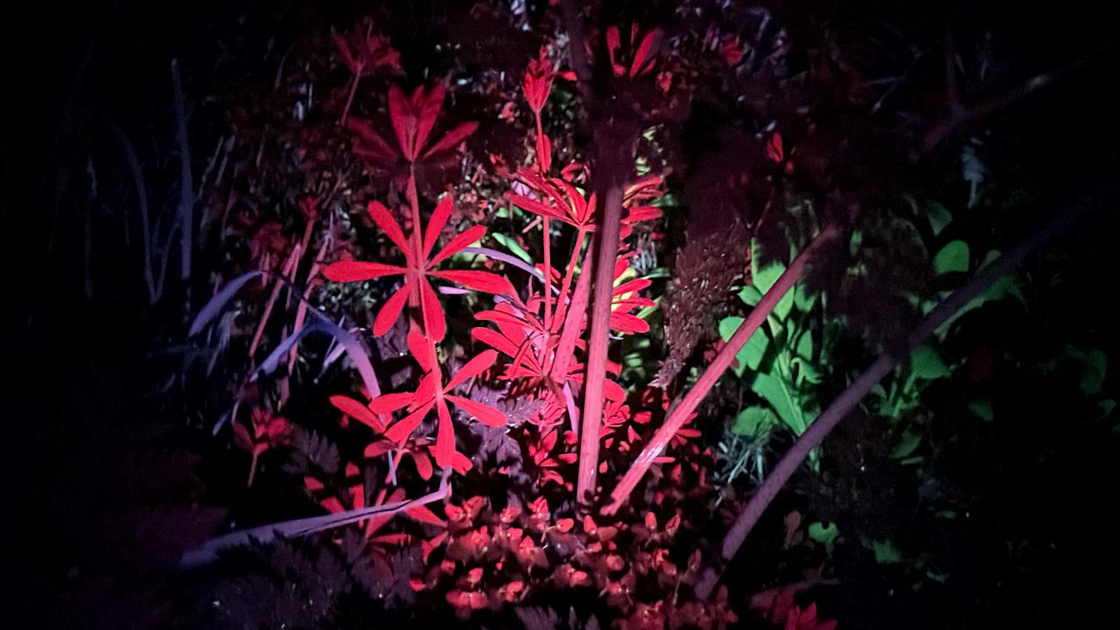 Plants glowing red and green