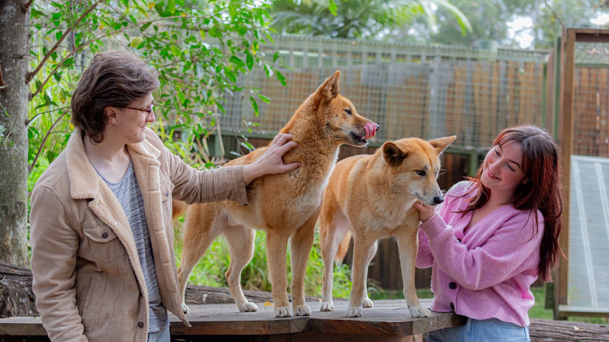 Participants enjoying dingo encounter