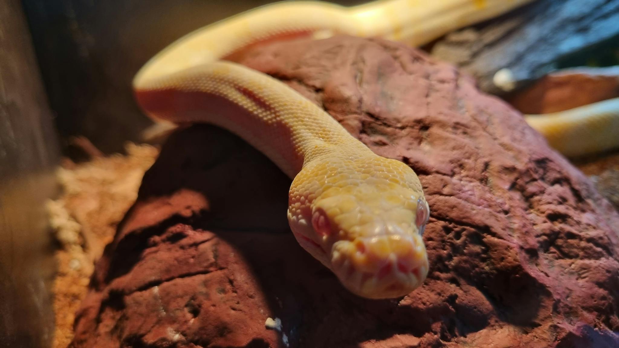 Copper Darwin Python Petacular Mt Ommaney