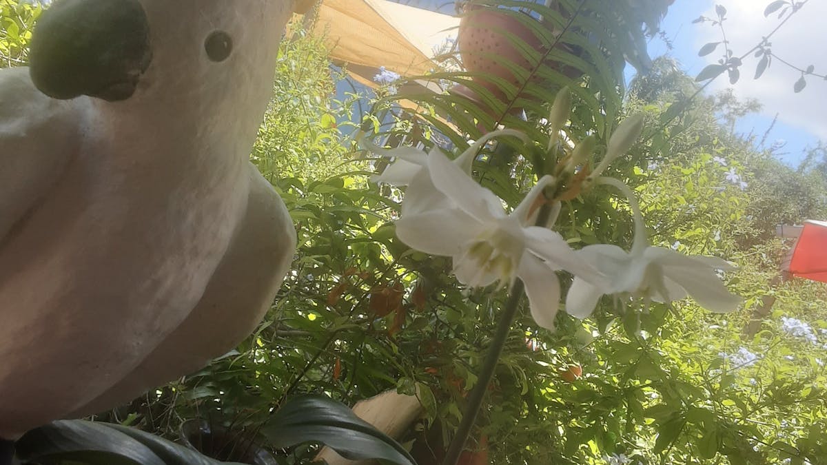 Cockatoo
