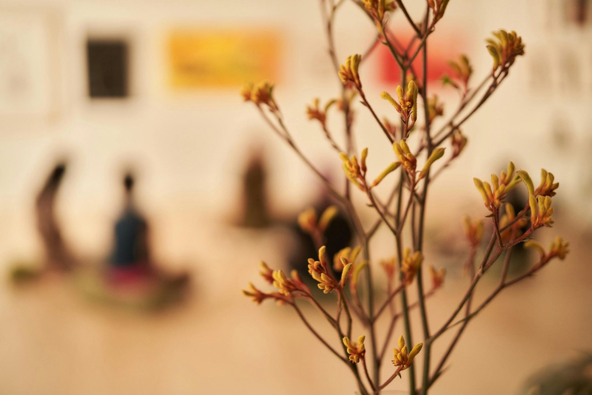 Ayurvedic Practitioner Tracey Murray of Flow and Food guides natural solutions for health