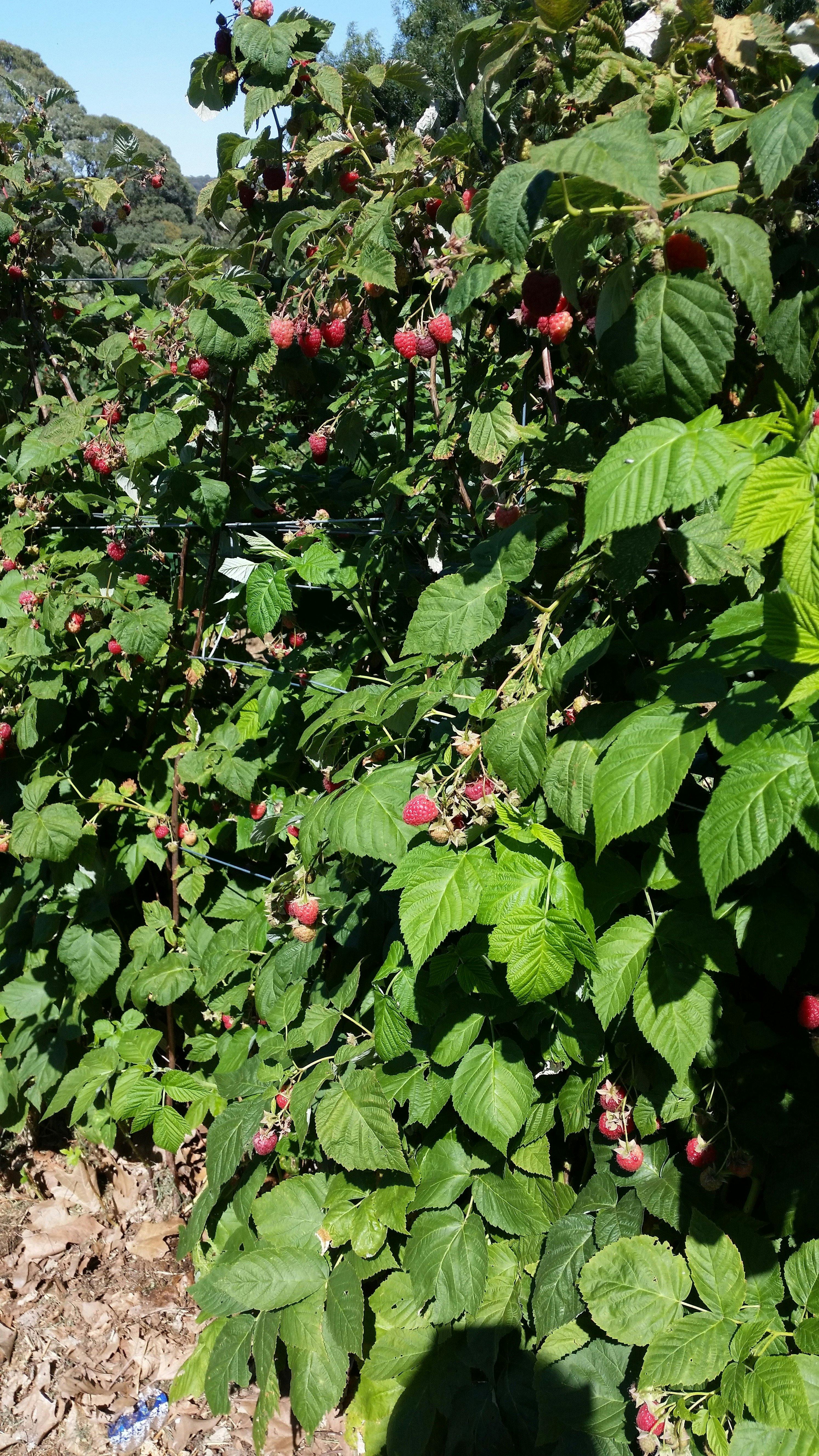 Pick Your Own Berries Raspberries Beechworth Stanley North East Victoria