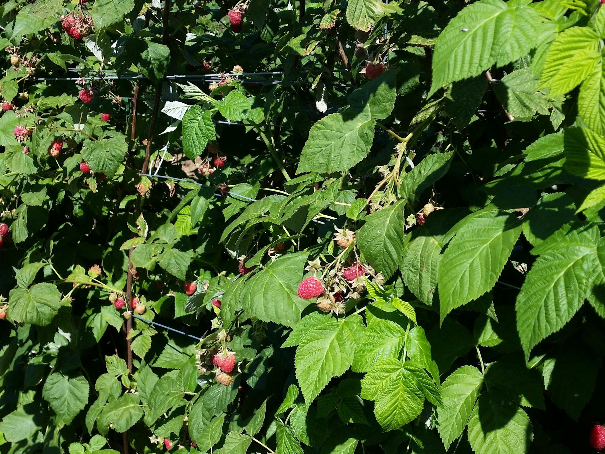 Pick Your Own Berries Raspberries Beechworth Stanley North East Victoria