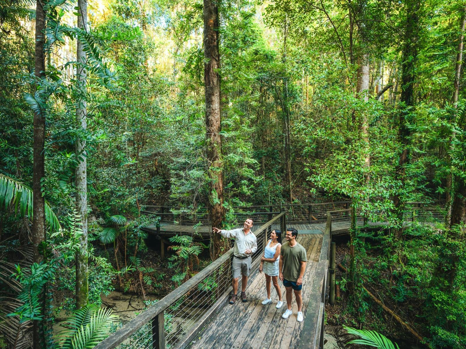 Pile Valley Rainforest, K'gari Fraser Island