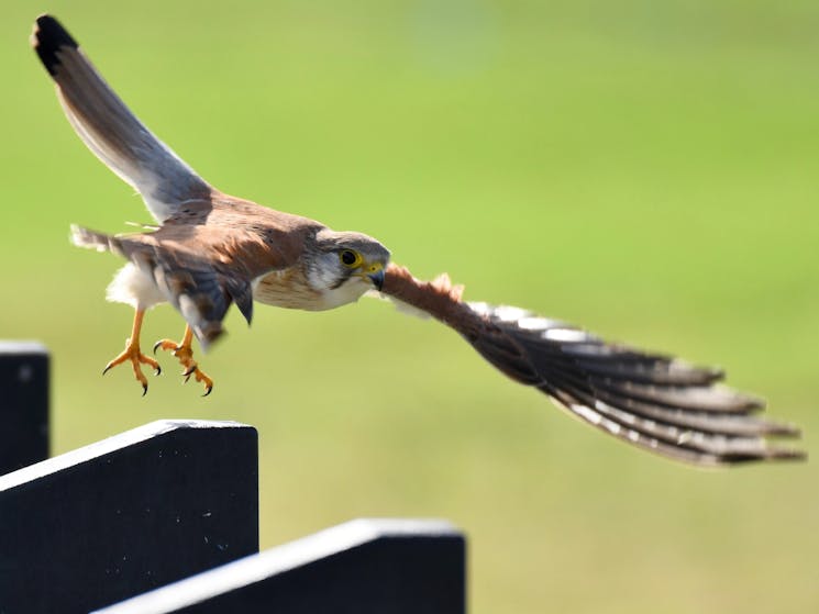 One of Australia's smallest raptors. Often seen hovering over cliff paths or tracks searching prey.