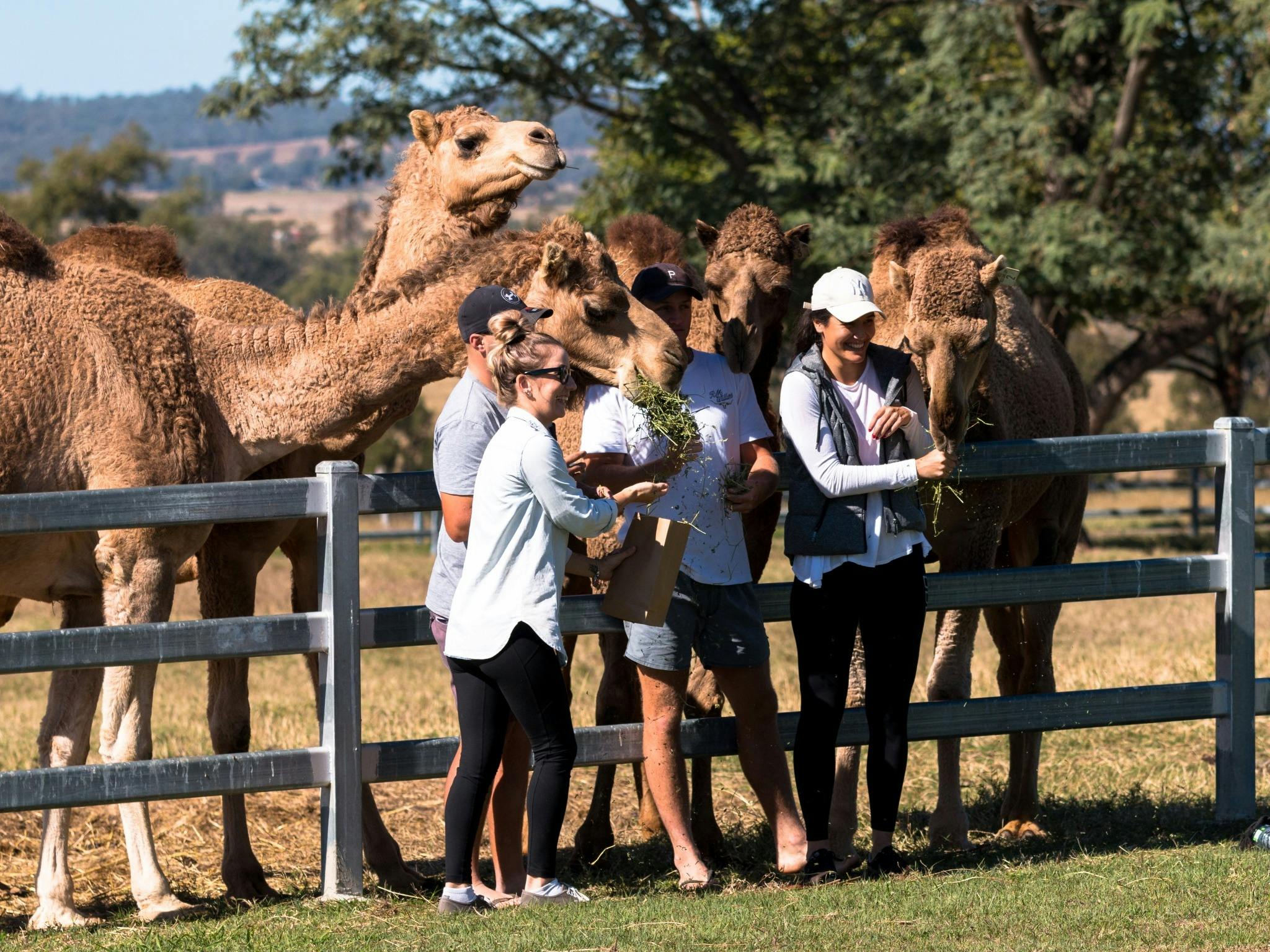 Friendly Camels Friendly Camels