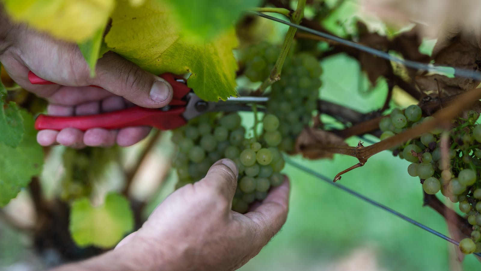 Bangor Vineyard Tour