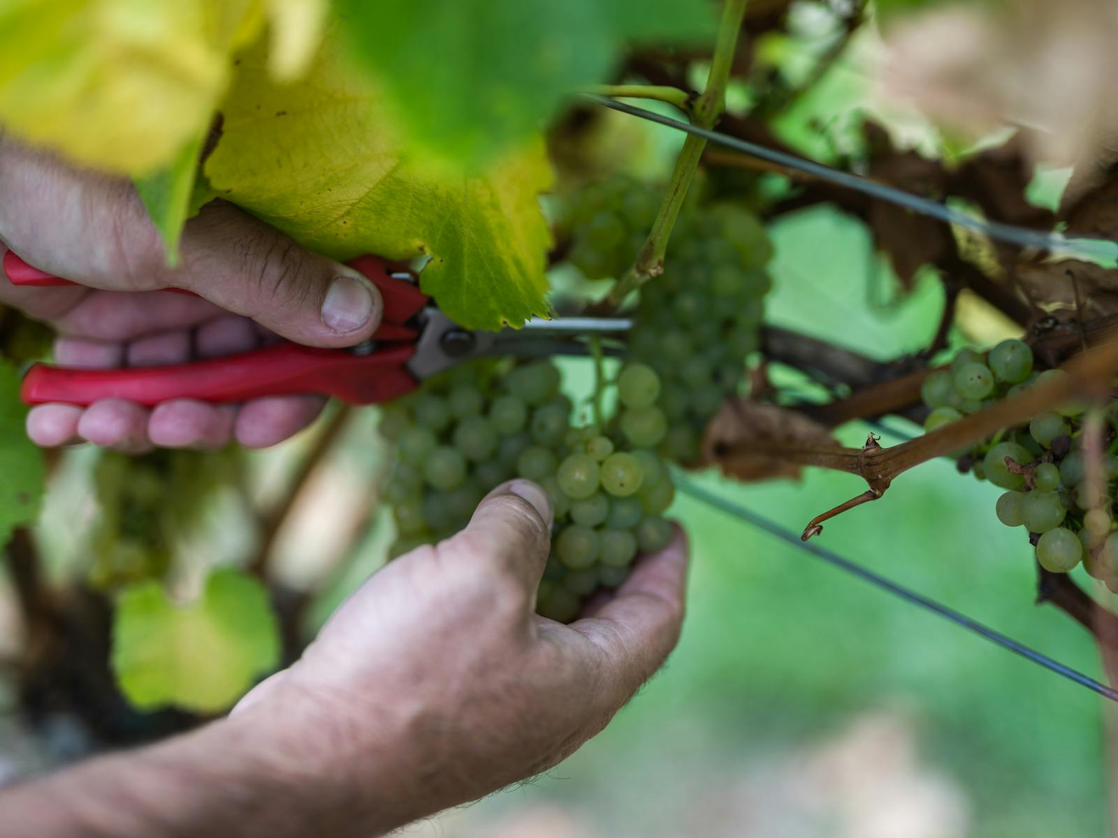 Learn about Bangor Vineyard and our wines while strolling through the vines.