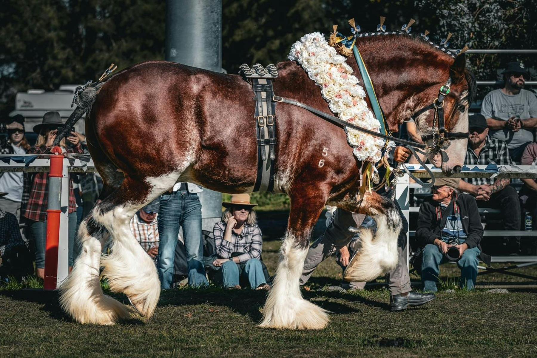 布雷德伍德及地區重型馬錶演