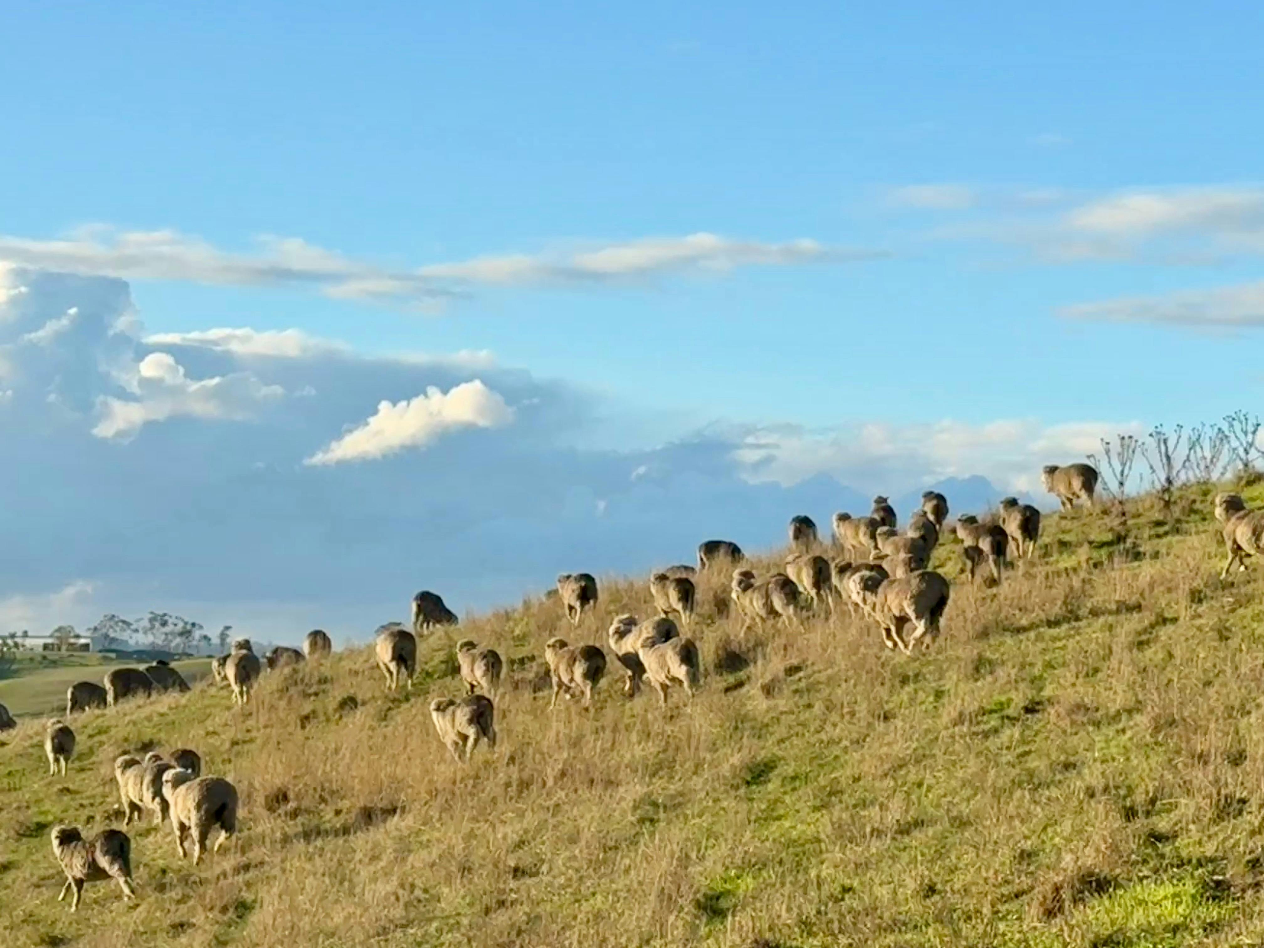 Sheep grazing on a grassy hill at Woolmers Estate