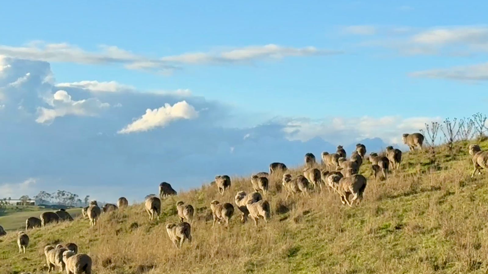 Sheep grazing on a grassy hill at Woolmers Estate