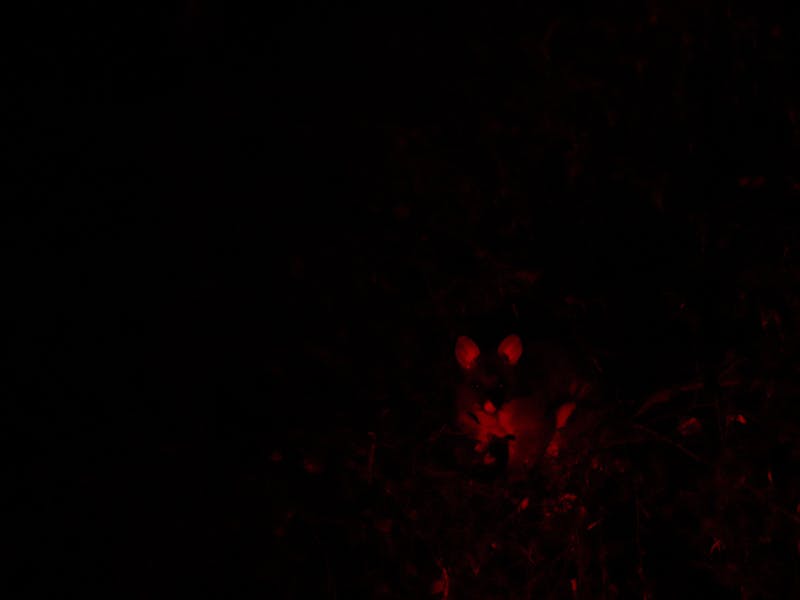 Native possum species in tree, lit up with red spotlight