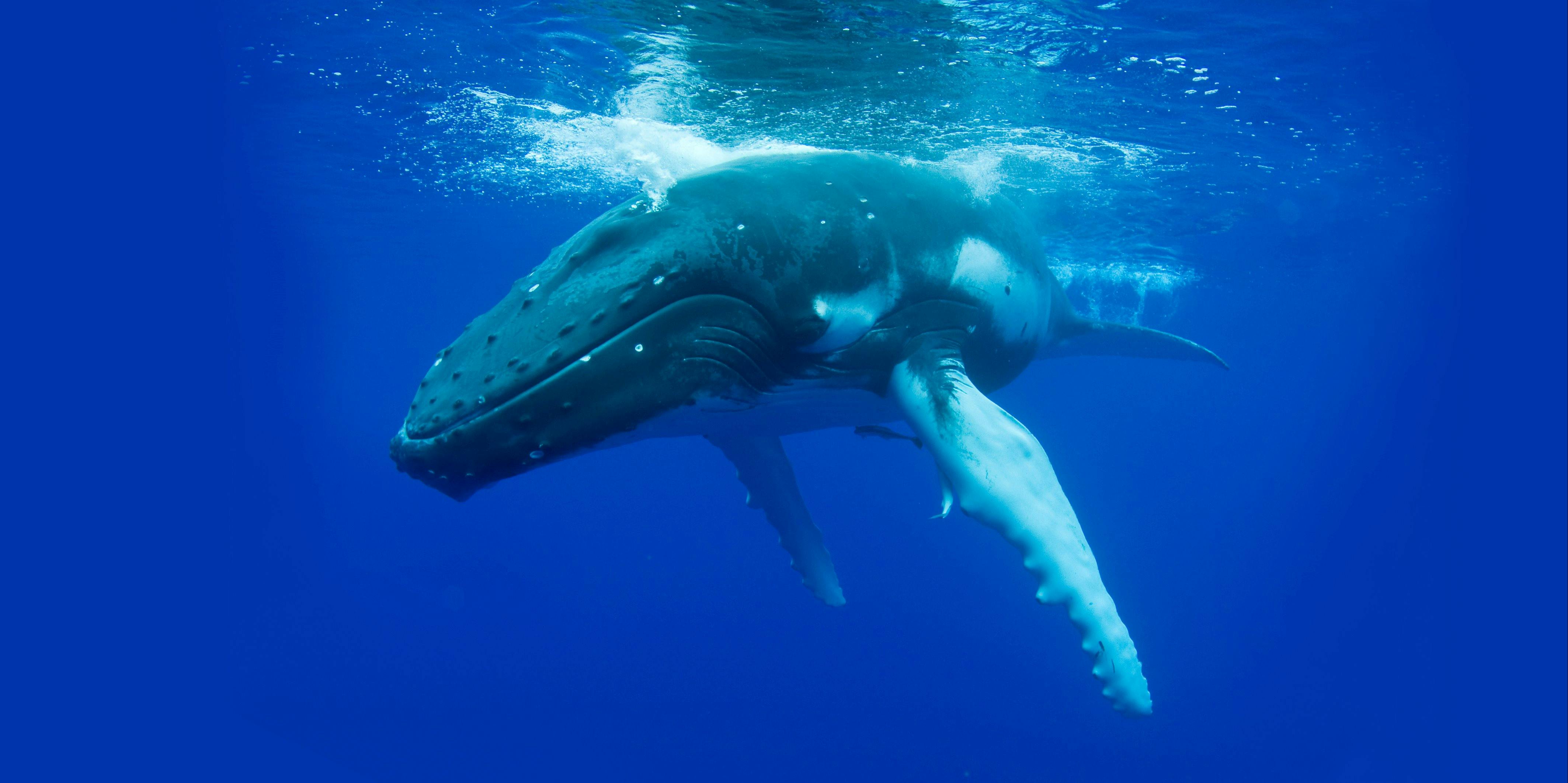 Beautiful Humpback Whale