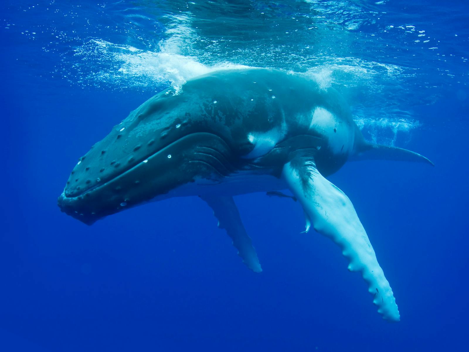Beautiful Humpack Whale