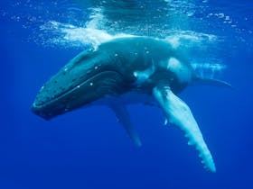 Beautiful Humpack Whale