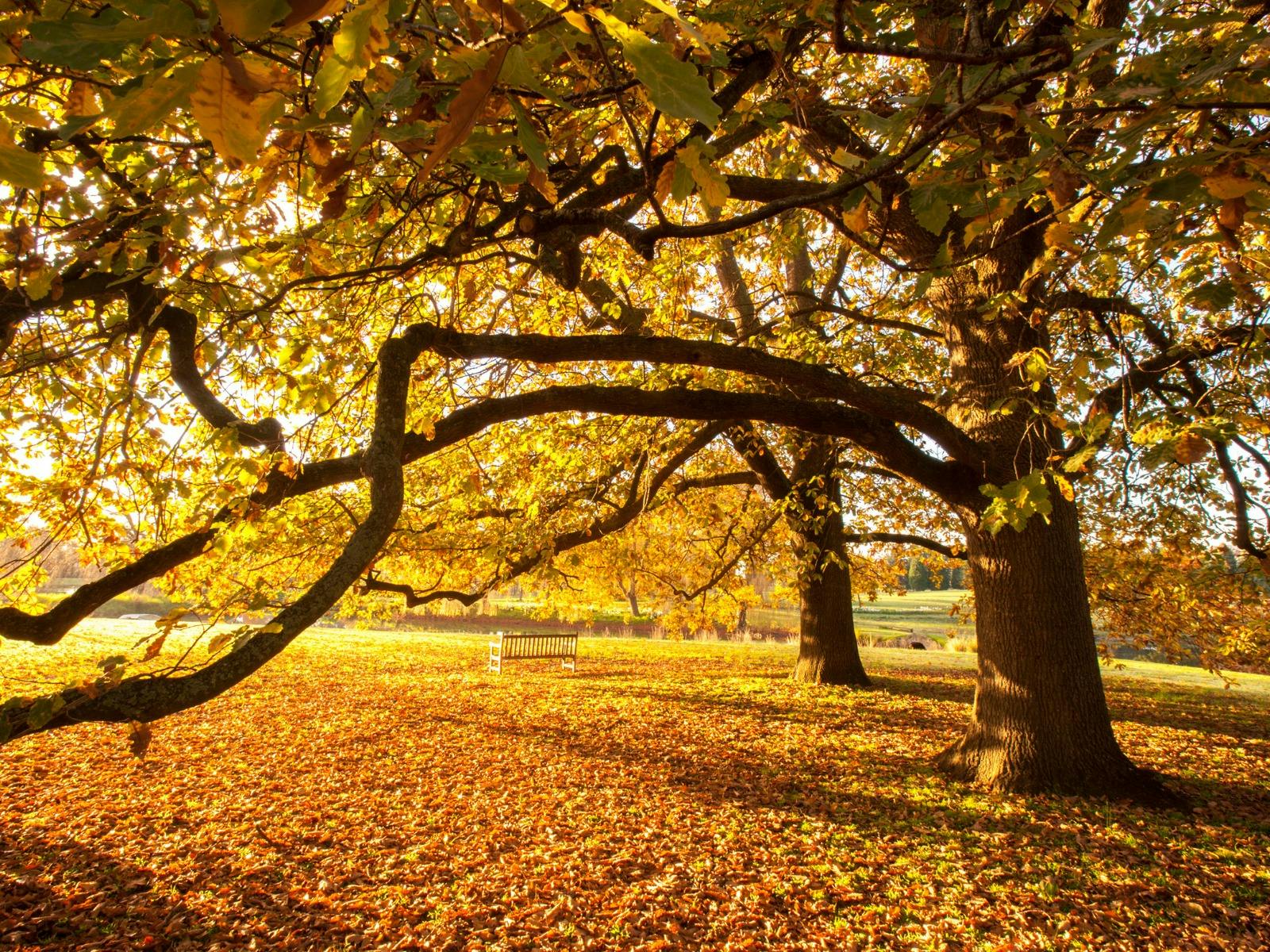 Phot taken in the garden in Autum