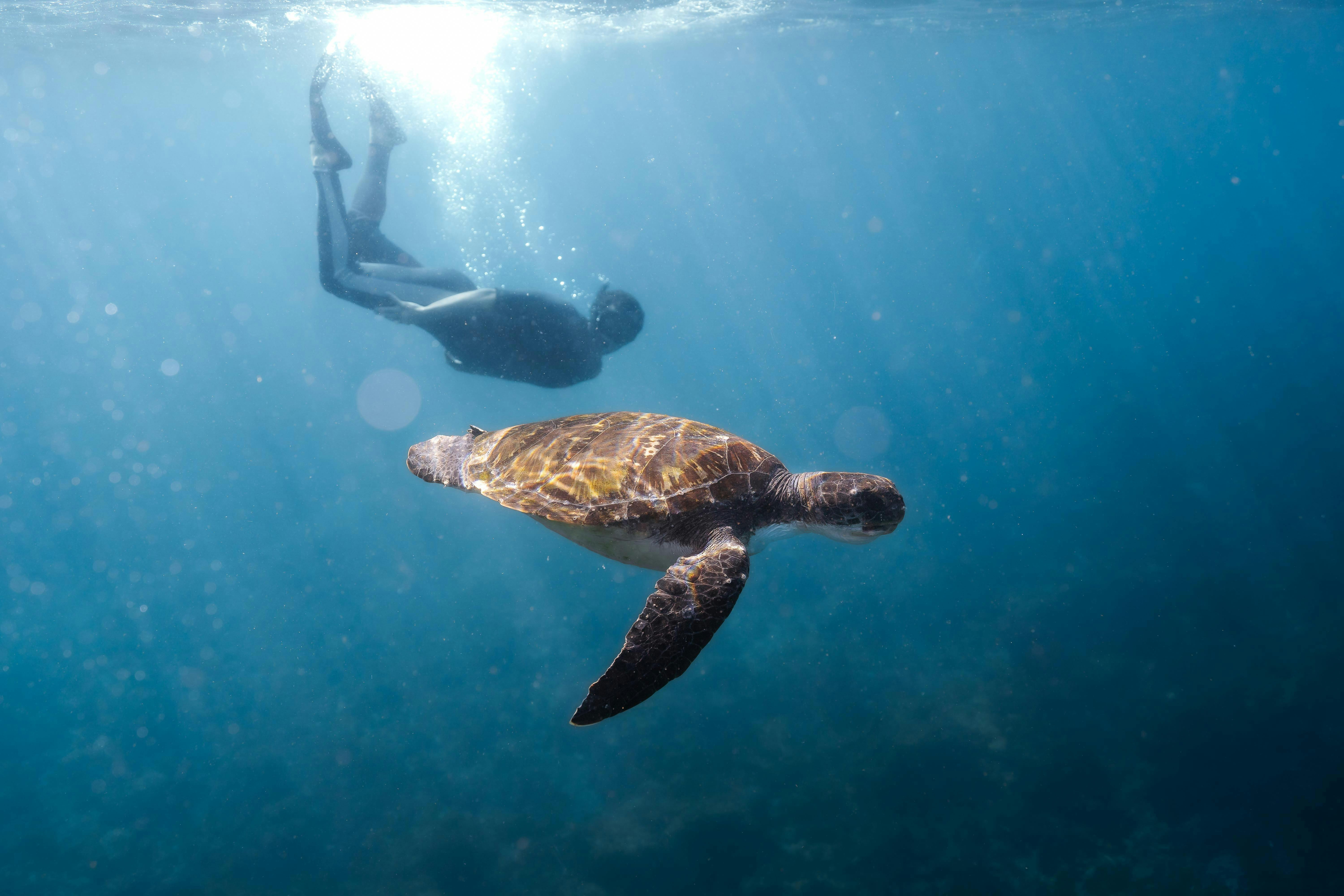 Small Group Turtle Snorkel Tour - The Pressure Project Sunshine Coast