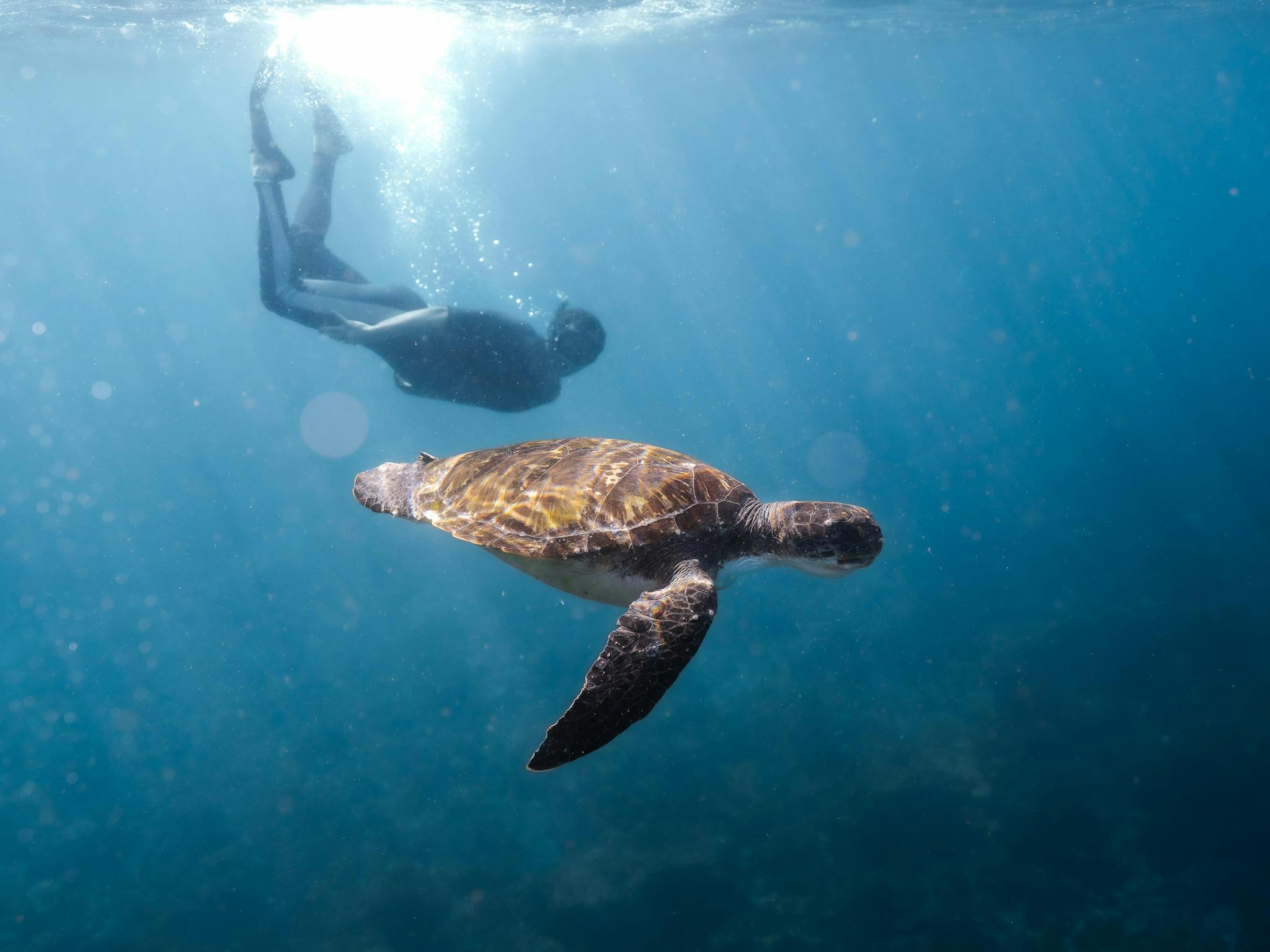 Snorkelling Sunshine Coast with green sea turtles Snorkelling Sunshine Coast with green sea turtles