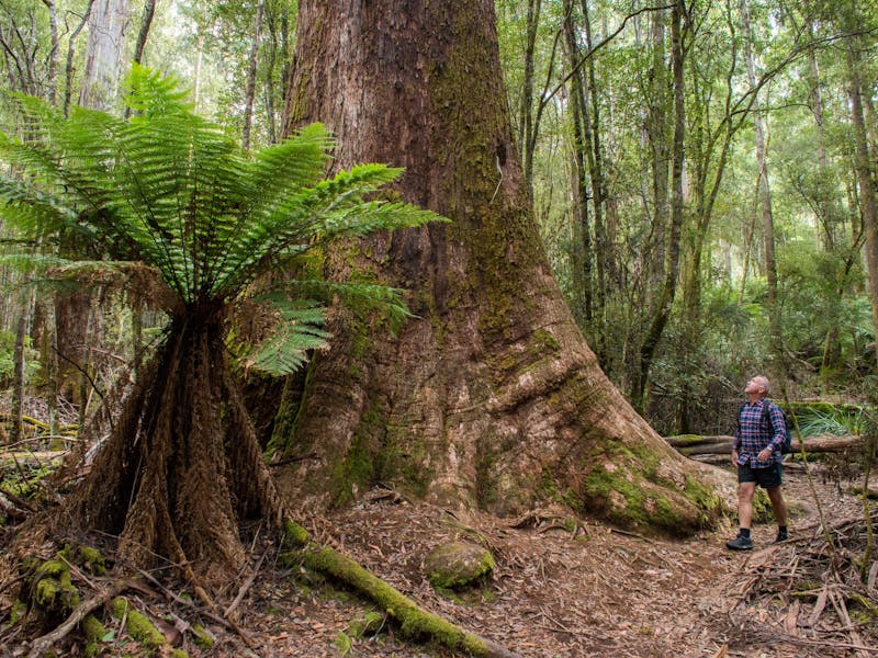 Tall Trees - Great Short Walk