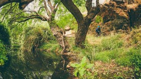 Sturt Gorge Recreation Park