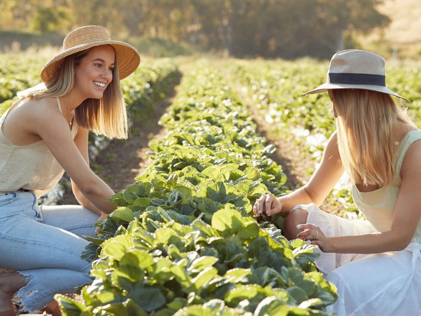 Strawberry Picking at Beerenberg