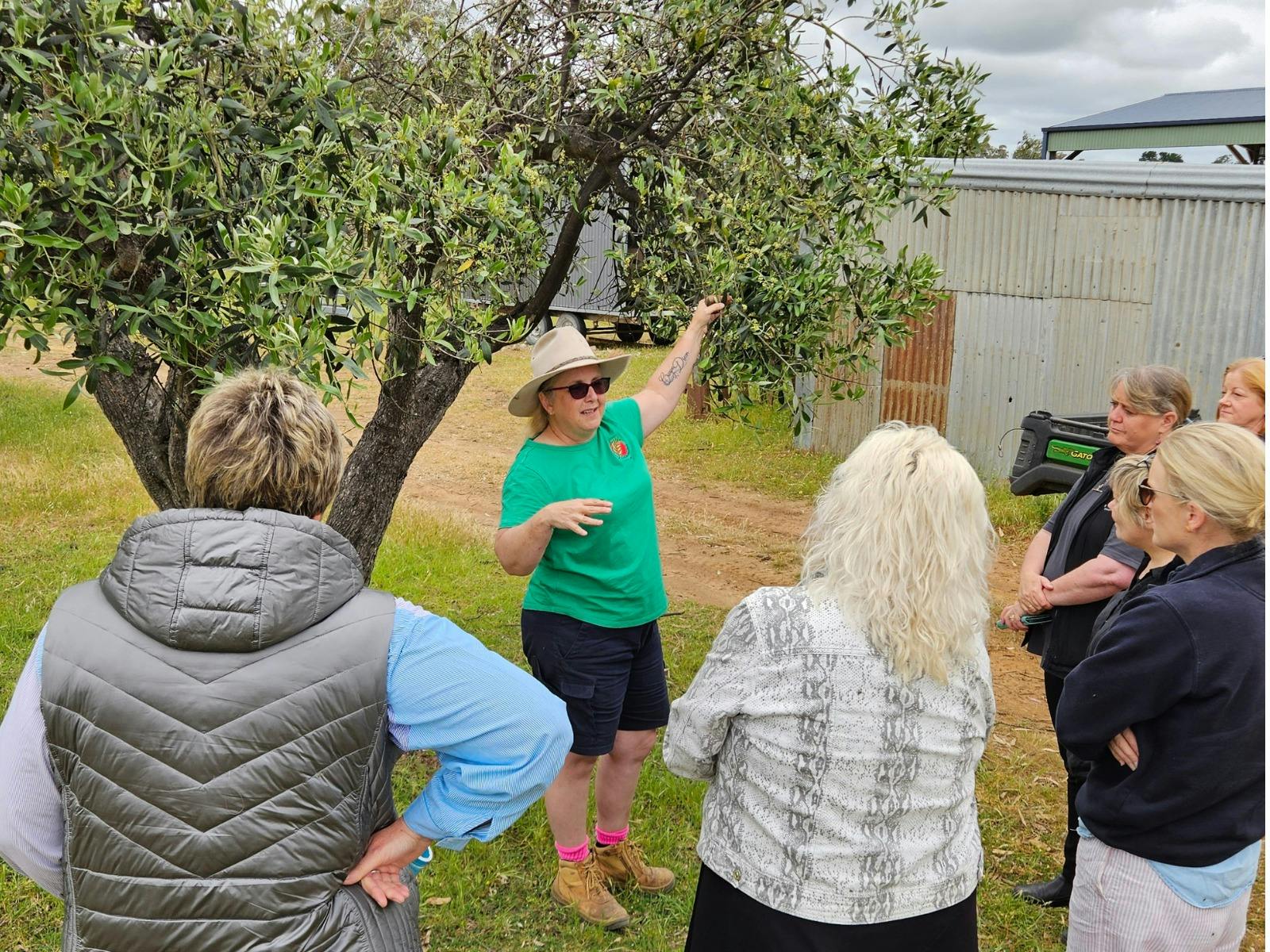Heidi and a group going explaining the stage of growth of the olives.
