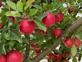 Lovely red apples on a tree branch