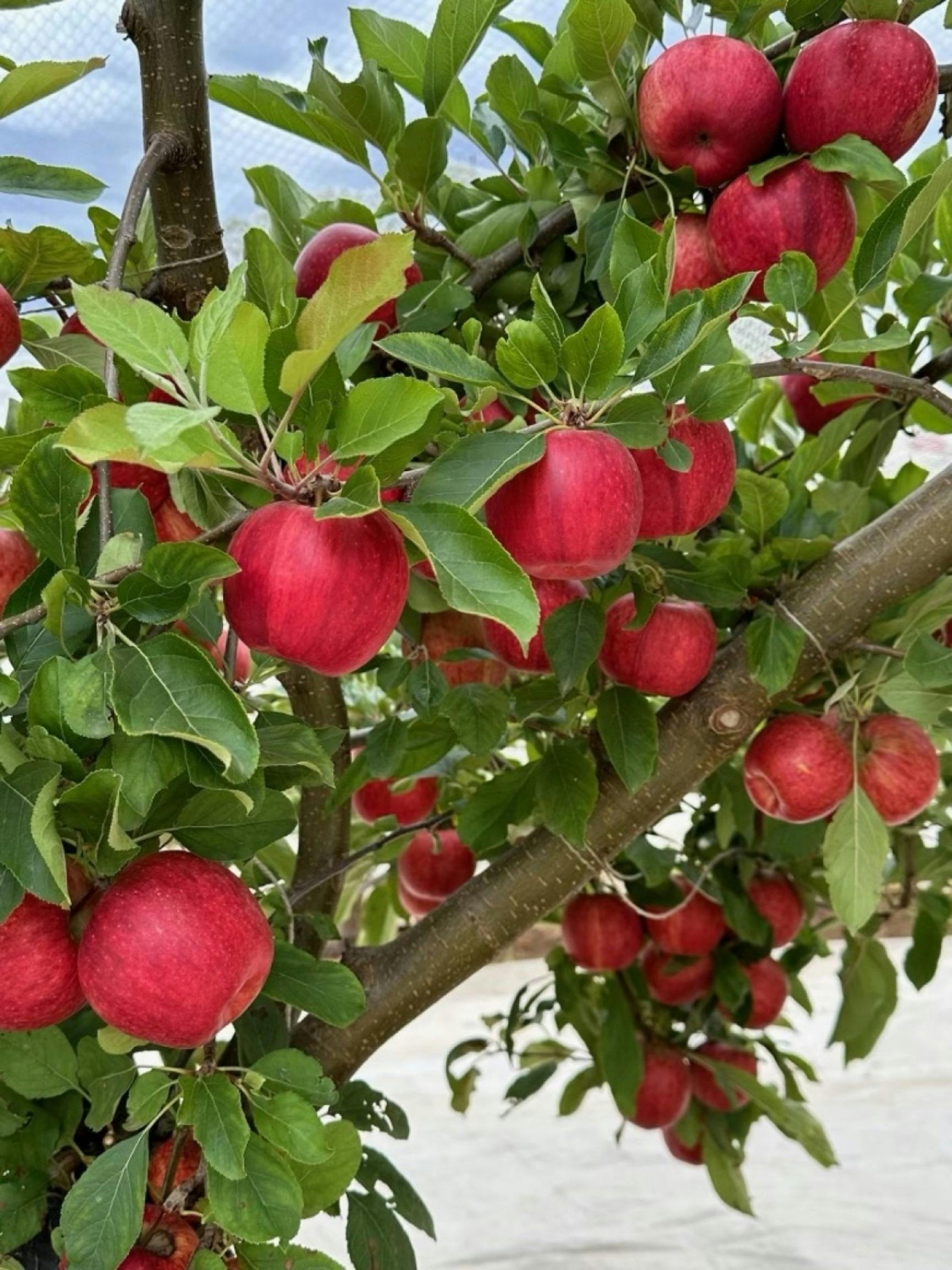 Lovely red apples on a tree branch