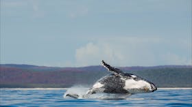 Breaching Whale, Hervey Bay, Queensland.