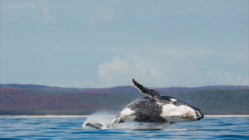 Breaching Whale, Hervey Bay, Queensland.