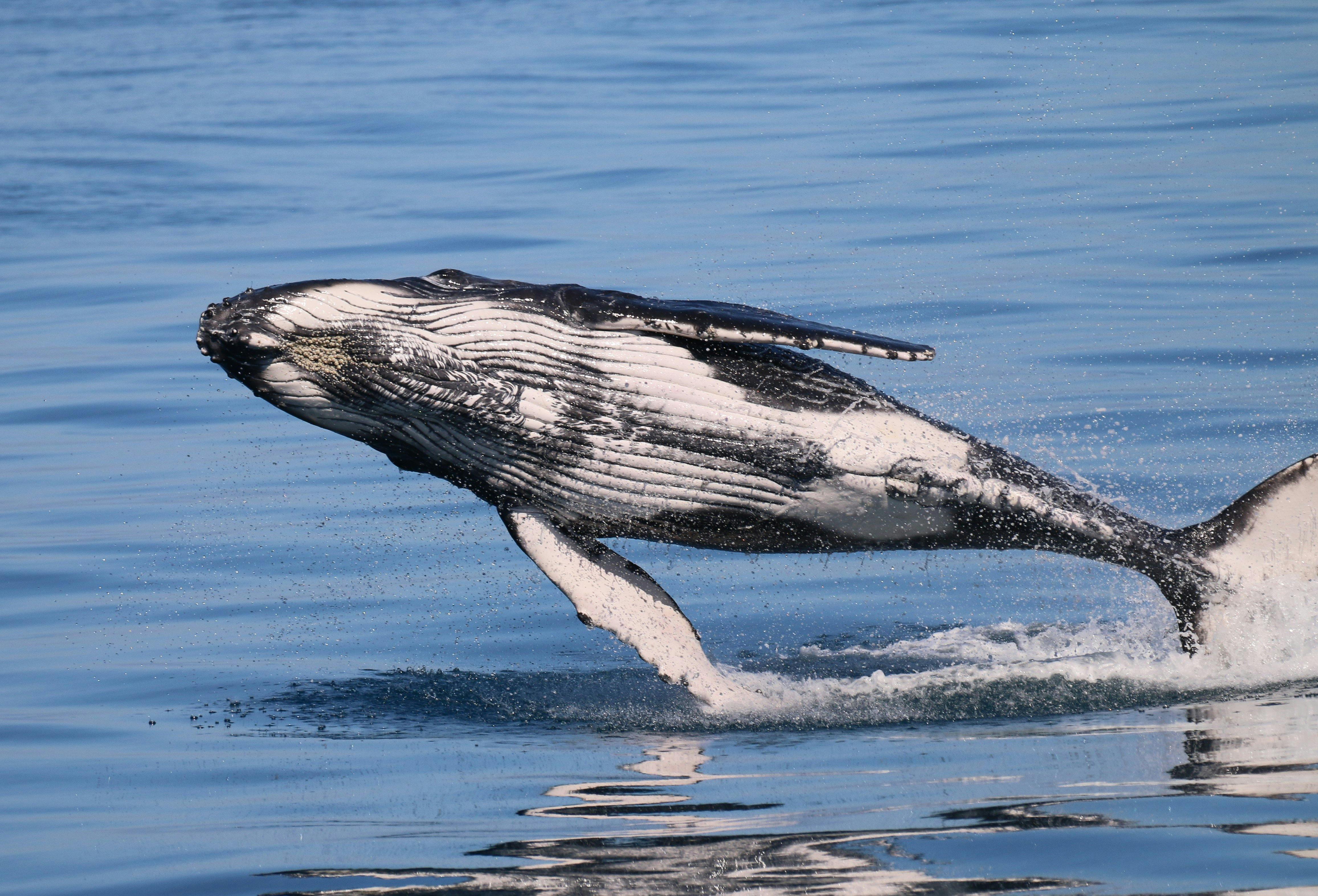 A small calf breaching