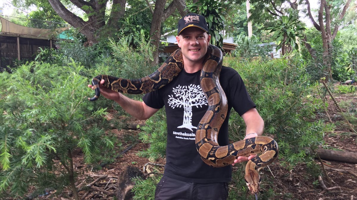 Boa Constrictor