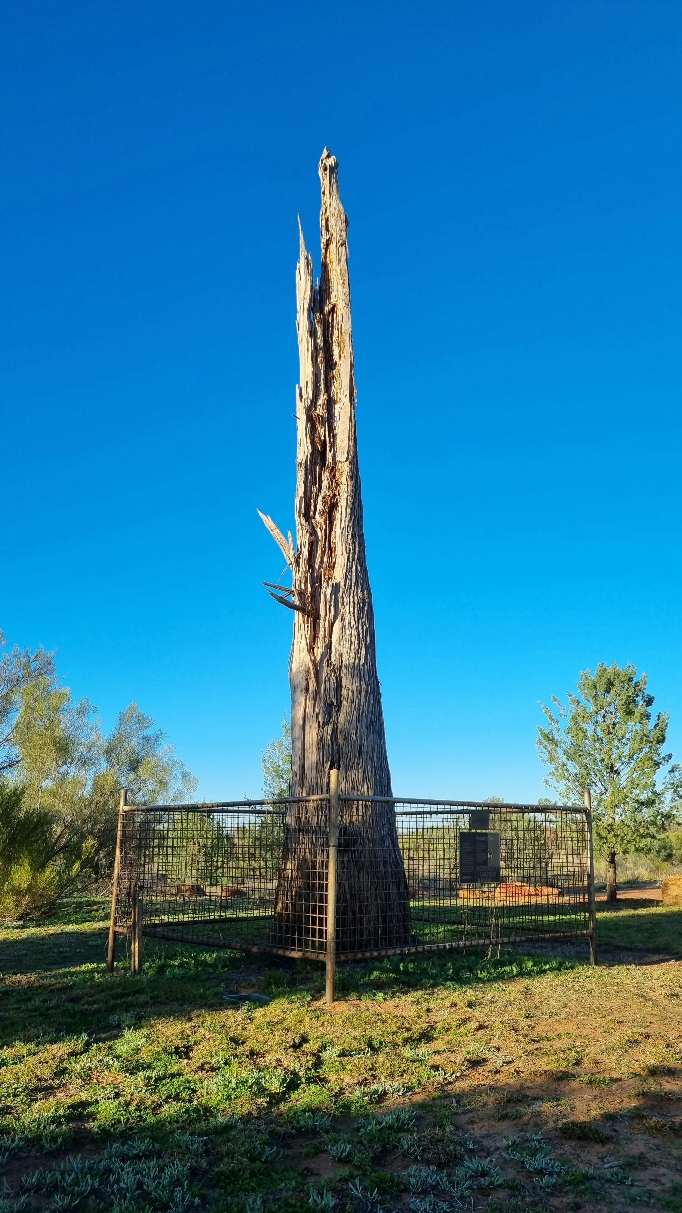 Robbers tree