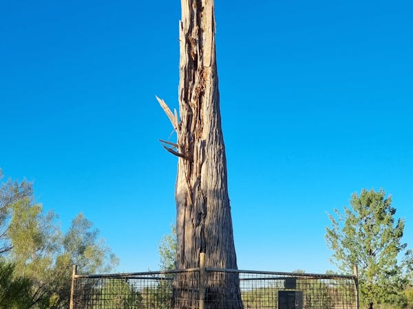 Robbers tree Robbers tree