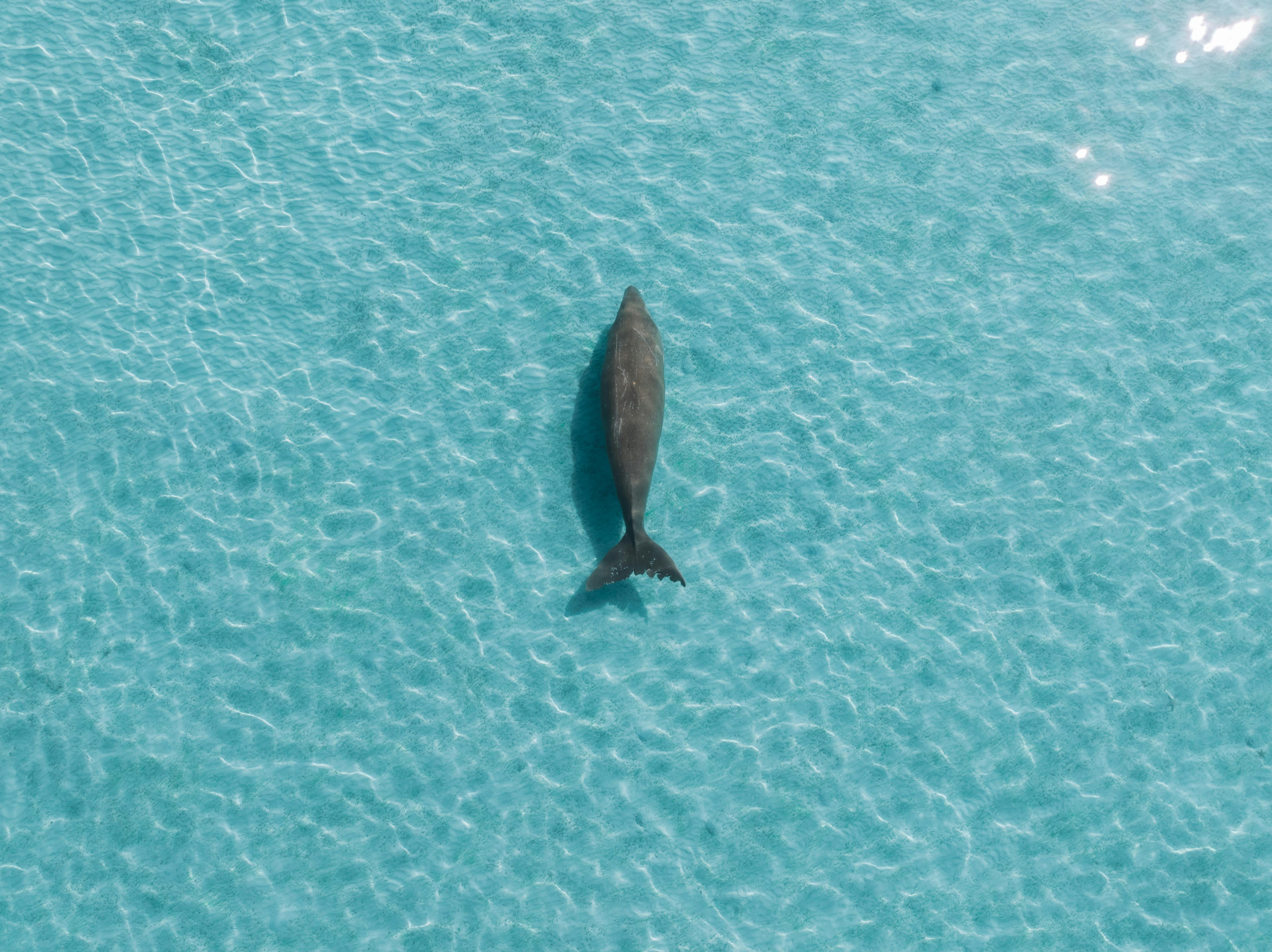 Dugong at Moreton Island