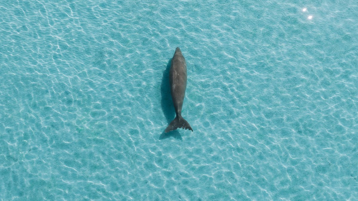 Dugong at Moreton Island