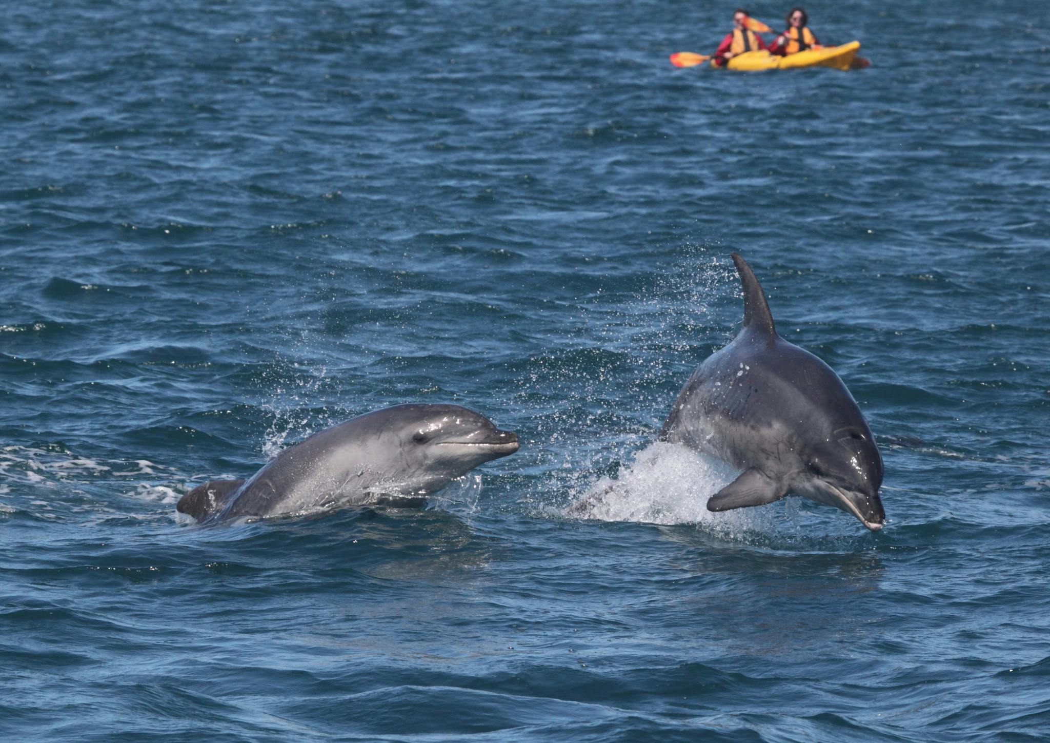 Polperro sightsee boat wildlife tour dolphins sorrento victoria australia mornington peninsula