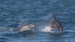 Polperro sightsee boat wildlife tour dolphins sorrento victoria australia mornington peninsula