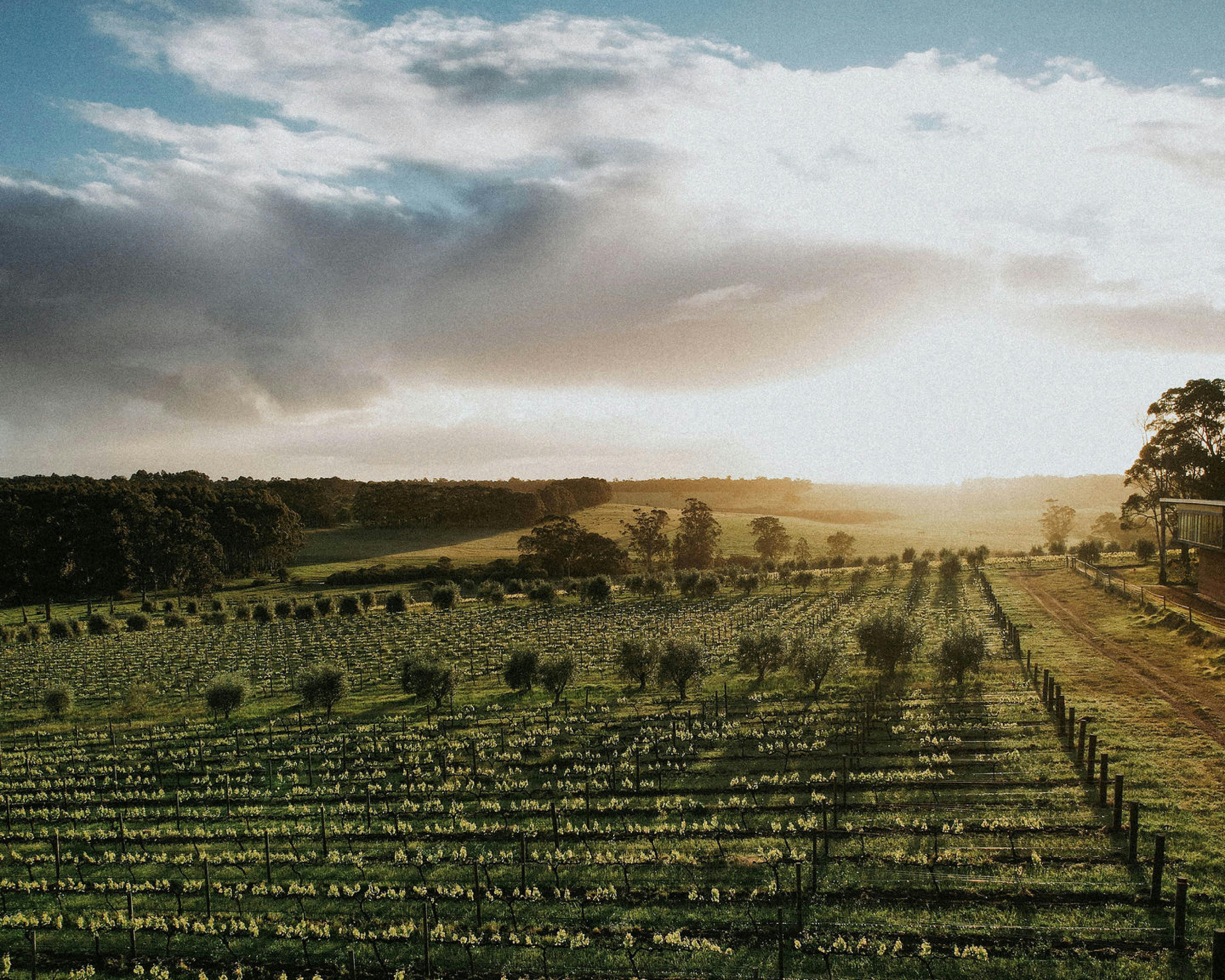 Walk the Vine