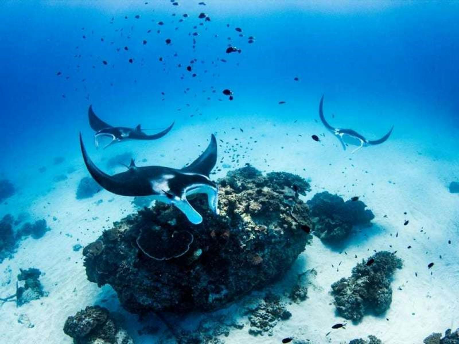 Manta Rays Manta Rays